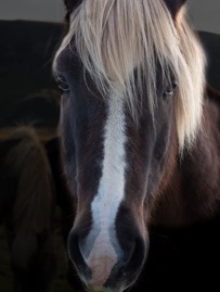 icelandpony.jpg