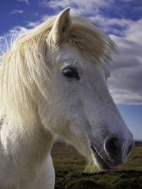 IcelandPony1.jpg