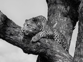 B_WTreeLeopard.jpg