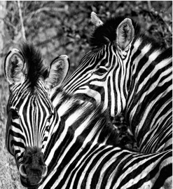 B_WZebras_1.jpg