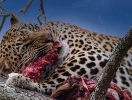 LeopardSnacking.jpg