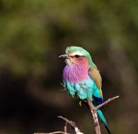 LilacBreastedRoller.jpg