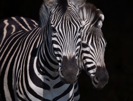 Zebras2.jpg