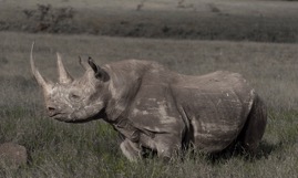 B_WRhinno.jpg