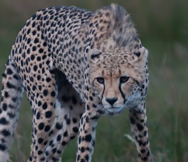 Cheetah2.jpg