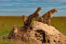 CheetahFamily.jpg