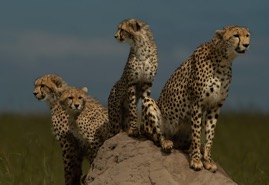 CheetahFamily1.jpg