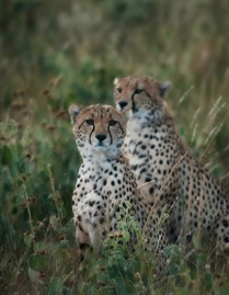 CheetahSibs.jpg
