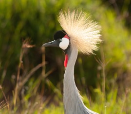 crownedcrane1.jpg
