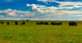 ElephantLandscape.jpg
