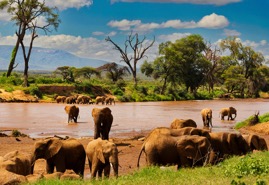 Elephants_river.jpg