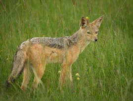 Jackal2.jpg