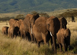 kenyaElephants.jpg