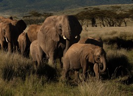 KenyaElephants3.jpg