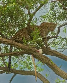 KenyaLeopard.jpg