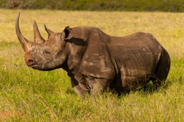 Rhino.jpg
