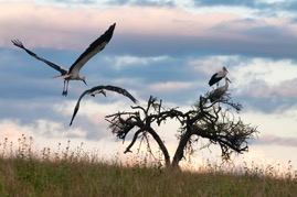 Storks2.jpg