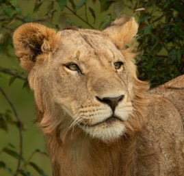 YoungMaleLion.jpg