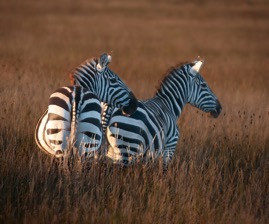 Zebras.jpg
